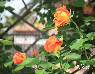 Joseph's Coat Joseph's Coat