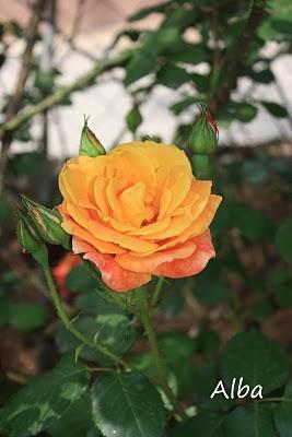 Joseph's Coat Joseph's Coat