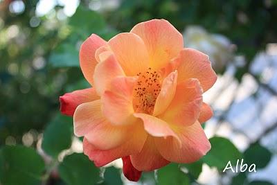 Joseph's Coat Joseph's Coat