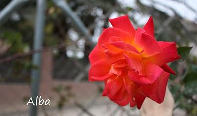 Joseph's Coat Joseph's Coat