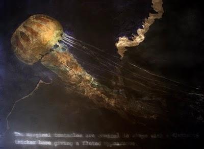 Manuel Quirós, biólogo, profesor y pintor Manuel Quirós, biólogo, profesor y pintor