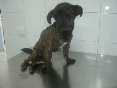 URGENTE Cosita! Se le están encangrenando sus patitas NECESITAN AYUDA: URGENTE Cosita! Se le están encangrenando sus patitas NECESITAN AYUDA: