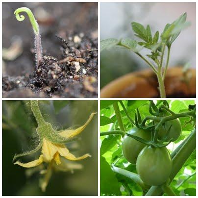 Receta de tomate frito casero Receta de tomate frito casero
