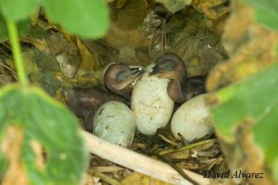 Una temporada más y siguen los problemas de siempre Una temporada más y siguen los problemas de siempre