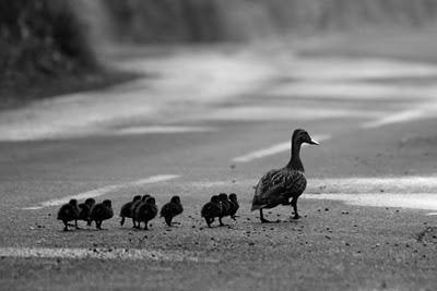 El irracional poder de la mayoría El irracional poder de la mayoría