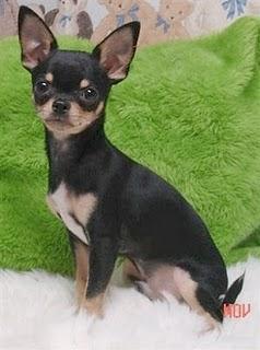 CHIHUAHUA CHIHUAHUA