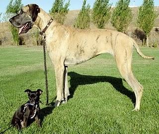 DOGO ALEMANY DOGO ALEMANY