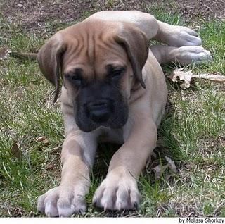 DOGO ALEMANY DOGO ALEMANY