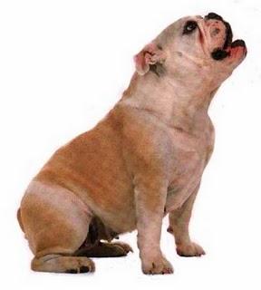 EL BULLDOG ANGLÈS EL BULLDOG ANGLÈS