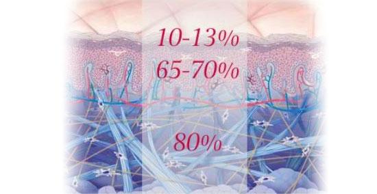 medidas de la piel medidas de la piel