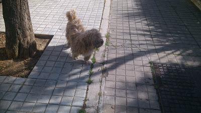 Perro peludito pequeño en la calle, es un abuelito. (Huelva)