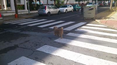 Perro peludito pequeño en la calle, es un abuelito. (Huelva)