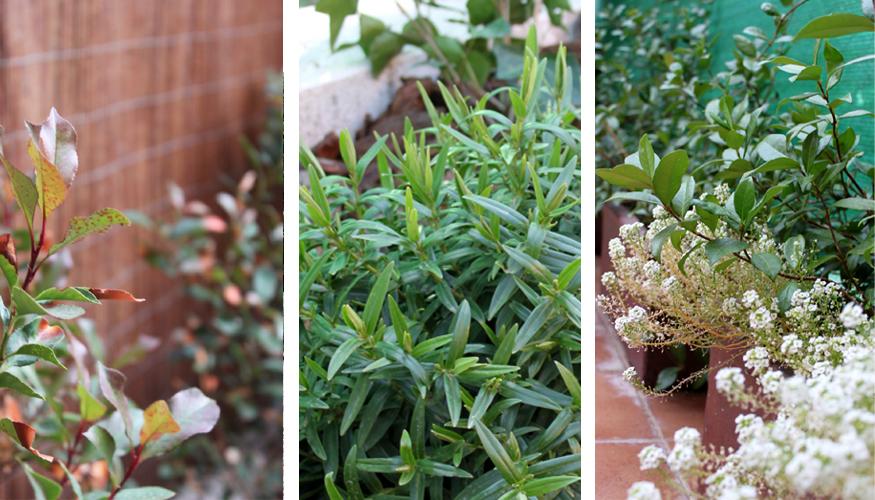 foto 04 foto 04 Diseño de Jardín sin mantenimiento