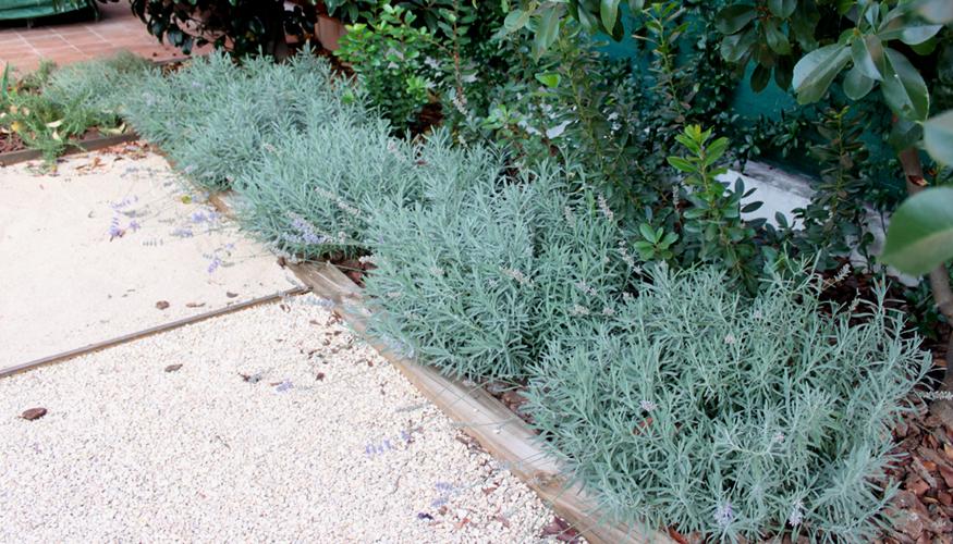 00 portada 00 portada Diseño de Jardín sin mantenimiento