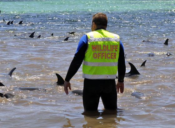 delfines en peligro en Australia