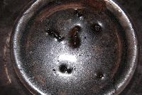 Seffa medfouna (plato marroqui) Seffa medfouna (plato marroqui)