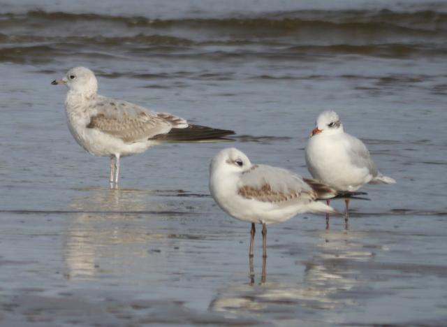 Kumlieni y Delaware en Bañugues Kumlieni y Delaware en Bañugues