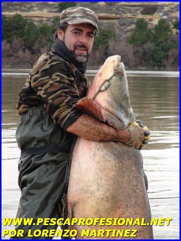 SILURO DEL RIO EBRO DSC00791 GUIA DE PESCA DEL SILURO A SPINNING