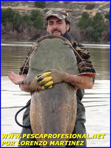 GUIA DE PESCA SILURO MEQUINENZA DSC00792 GUIA DE PESCA DEL SILURO A SPINNING
