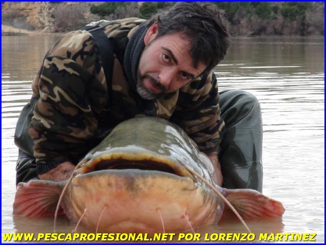 SILURO DSC00799 GUIA DE PESCA DEL SILURO A SPINNING