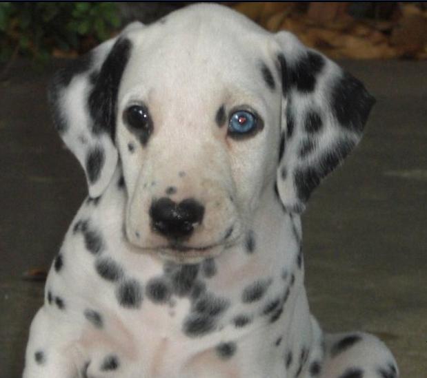 La heterocromía en los animales (hace que tengan un ojo de un color y otro de otro) La heterocromía en los animales (hace que tengan un ojo de un color y otro de otro)