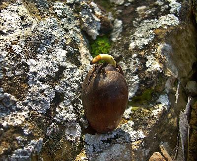 Bellotas, Encinas