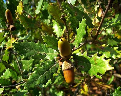 Bellotas, Encinas