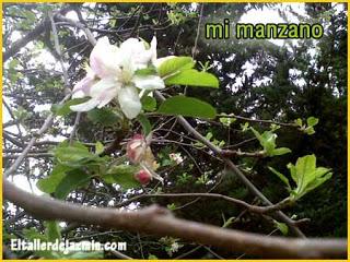 Jardinería: conociendo las plantas