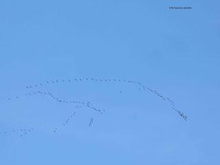 III Festival Grullero (I): 15 de febrero, gran día de migración en la laguna de Gallocanta.