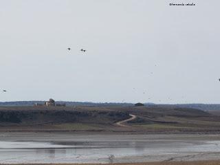 III Festival Grullero (I): 15 de febrero, gran día de migración en la laguna de Gallocanta.