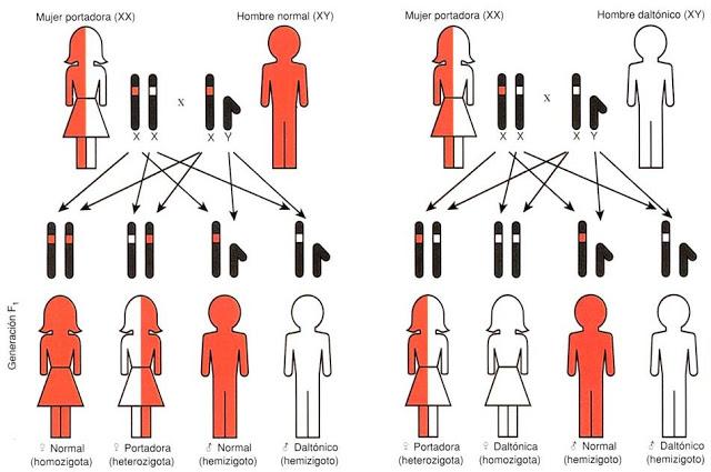 Una visión del color defectuosa: el daltonismo Una visión del color defectuosa: el daltonismo