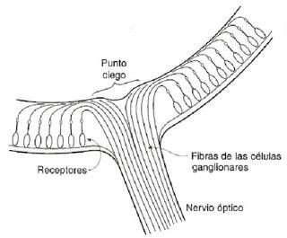 Punto ciego Punto ciego