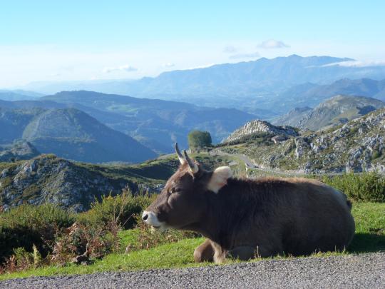 Un soleado día en los “Lagos de Covadonga”: Parque Nacional de los Picos de Europa Vacas (2)