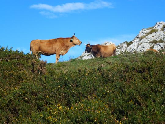 Un soleado día en los “Lagos de Covadonga”: Parque Nacional de los Picos de Europa Vacas (3)