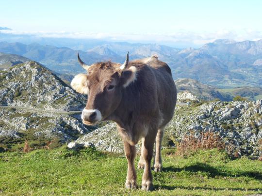 Un soleado día en los “Lagos de Covadonga”: Parque Nacional de los Picos de Europa Vacas