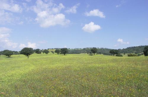 Por las rutas de Quevedo y el vino Campo de Montiel