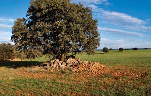 Por las rutas de Quevedo y el vino Olivos