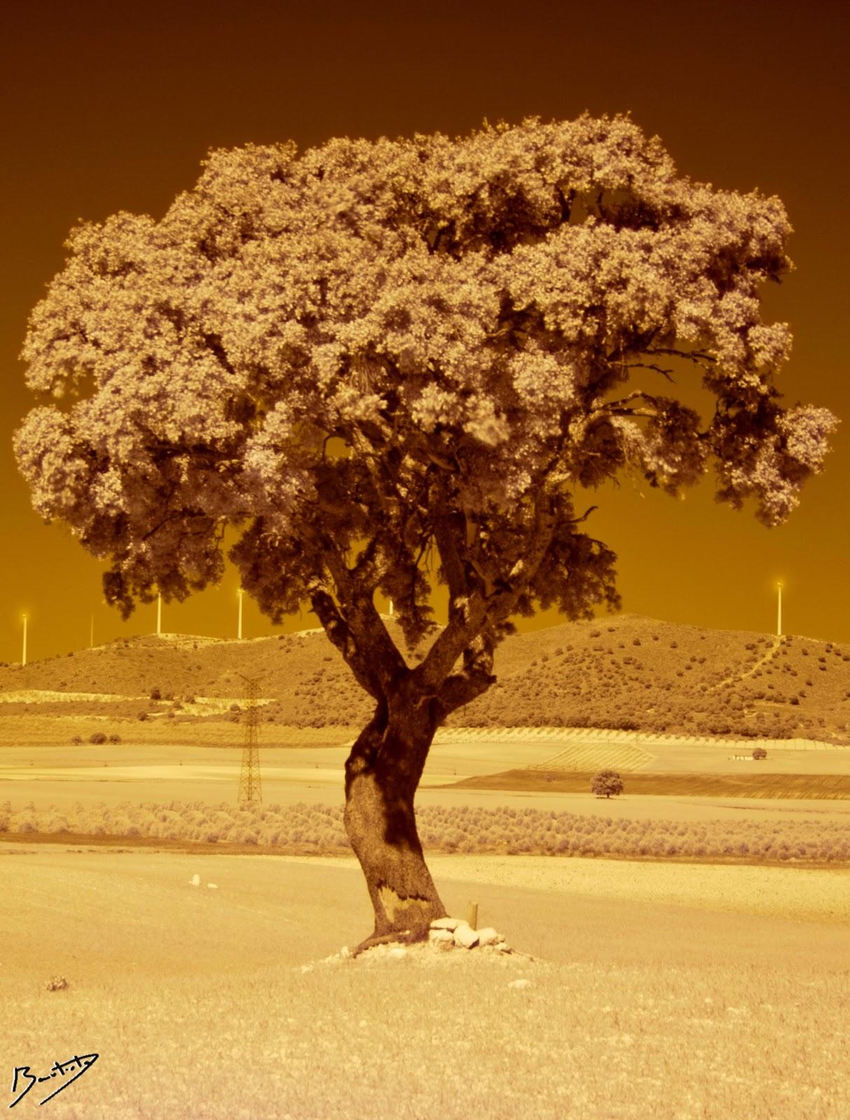 Emular fotografía infrarroja con Photoshop. Emular fotografía infrarroja con Photoshop.
