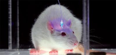Fibra óptica para la epilepsia cerebro ratón conectado fibra óptica