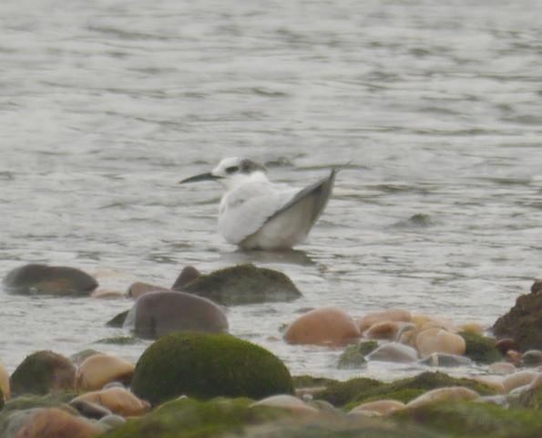 Sigue nuestra kum y nuestros charranes... Sigue nuestra kum y nuestros charranes...