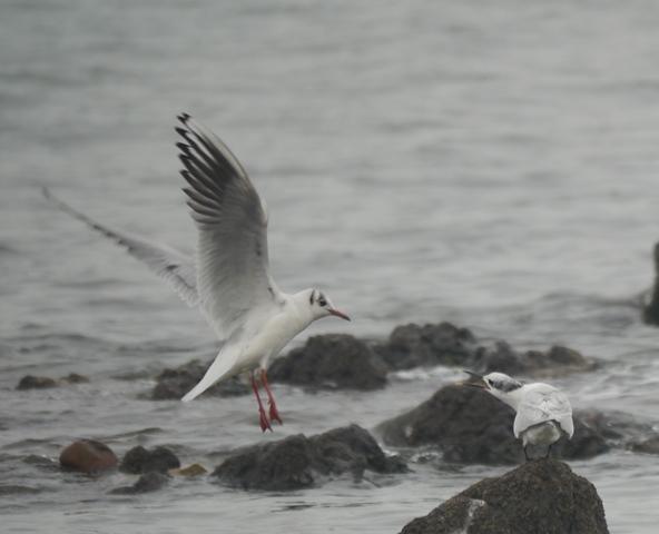 Sigue nuestra kum y nuestros charranes... Sigue nuestra kum y nuestros charranes...