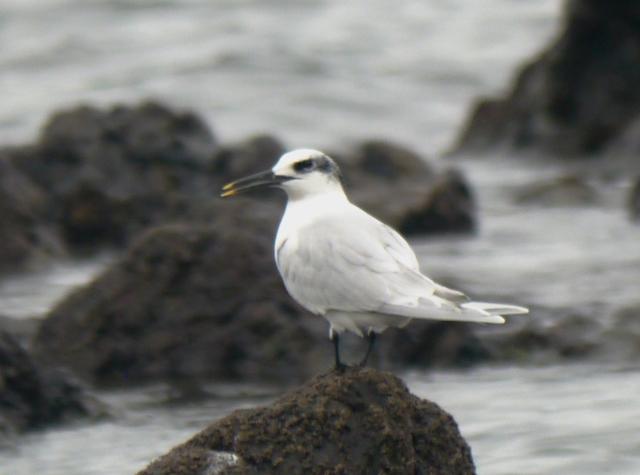 Sigue nuestra kum y nuestros charranes... Sigue nuestra kum y nuestros charranes...