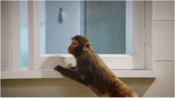 Video Patrocinado: Samsung presenta Monkey Thieves, la nevera que te lo pone fácil monos samsung