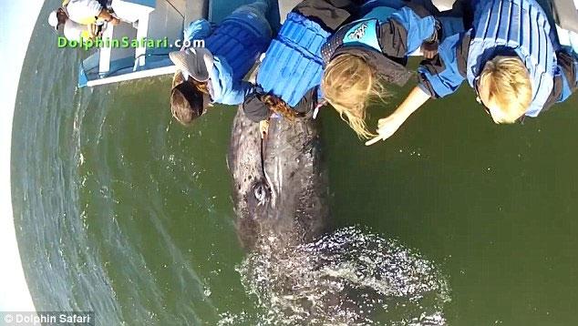 cría de ballena busca caricias