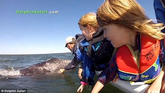 cría de ballena busca caricias pasajeros barco