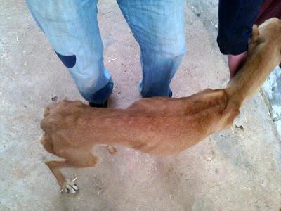 ZAMBIA, GALGA ABANDONADA EN LA PERRERA, DESNUTRIDA Y CON EL RABO PARTIDO. Acogida o adopción urgente, sacrifican!! ZAMBIA, GALGA ABANDONADA EN LA PERRERA, DESNUTRIDA Y CON EL RABO PARTIDO. Acogida o adopción urgente, sacrifican!!