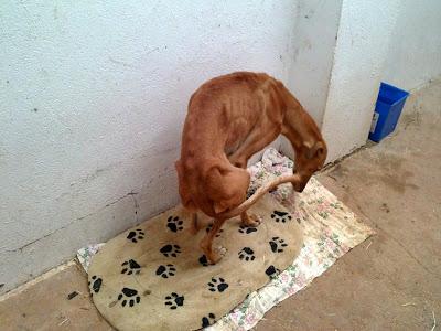 ZAMBIA, GALGA ABANDONADA EN LA PERRERA, DESNUTRIDA Y CON EL RABO PARTIDO. Acogida o adopción urgente, sacrifican!! ZAMBIA, GALGA ABANDONADA EN LA PERRERA, DESNUTRIDA Y CON EL RABO PARTIDO. Acogida o adopción urgente, sacrifican!!