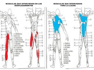 Gráfico de los músculos que intervienen en el futbolista Gráfico de los músculos que intervienen en el futbolista