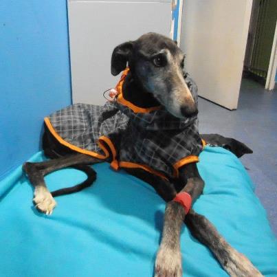 Novedades de Hope Foto: ACTUALIZACIÓN 21 FEBRERO Hoy hemos ido a visitar a Hope! Al fin ha conseguido ponerse en pie! Verla salir de su jaulita ha sido maravilloso! Una alegria indescriptible! Aun le tiemblan las patitas, pero tiene ganas de moverse, y creo que la visita de la otra galguita, Ibone, le ha gustado mucho, parecia que se entendian bien! jejeje Sigue comiendo cada 4 horas, y la diarrea brutal que tenia está controlada. Ya no tiene suero continuo, se lo ponen ocasionalmente. Ya le han podido poner la pipeta, porque la pobre esta plagadita de pulgas y garrapatas. Incluso tenia ganas de rascarse! Cosa que dias atras era impensable... Parece que le gusta la camita, se ha acostumbrado rçapido a lo bueno. Y parece tambien que le han gustado mis mimos, pues dejaba su carita mientras la rascaba, y ella encantada. Al fin descubre lo que es el amor.... Mañana creo que hacen ya radiografias de su pata, aunque la inflamacion ha bajado bastante, pero la duele, debe tener algo roto desde hace tiempo. Esperemos que no sea muy grave y tenga arreglo. He tomado muchas fotos y algun video...En el album podei verlas todas. Seguramente os pareceran imagenes fuertes, pero de verdad que os digo que esta muchisimo mejor! Lo he visto yo misma y lo confirman las vetes! A esta grandullona tan dulce la tendremos dando saltos muy pronto!! GRACIAS DE NUEVO A TODOS!! GRACIAS A VUESTRA AYUDA HOPE HA TENIDO UNA SEGUNDA OPORTUNIDAD Y NOS DEMUESTRA QUE LA PIENSA APROVECHAR!!