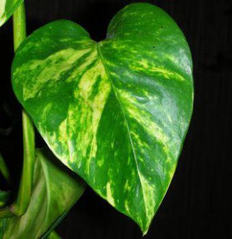 EL SECRETO DE LAS PLANTAS Imagen